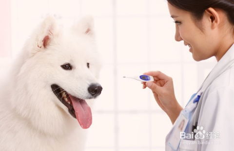 宠物狗被别人咬伤怎么办