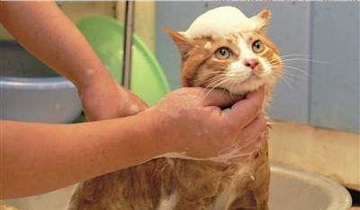 给猫洗澡要多少钱