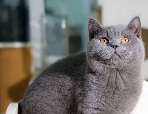 怎么挑选宠物猫品相