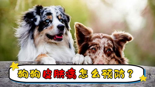 怎么样避免宠物狗生病呢