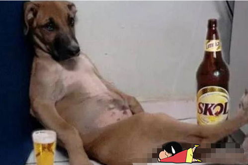 宠物狗被别人围观怎么办
