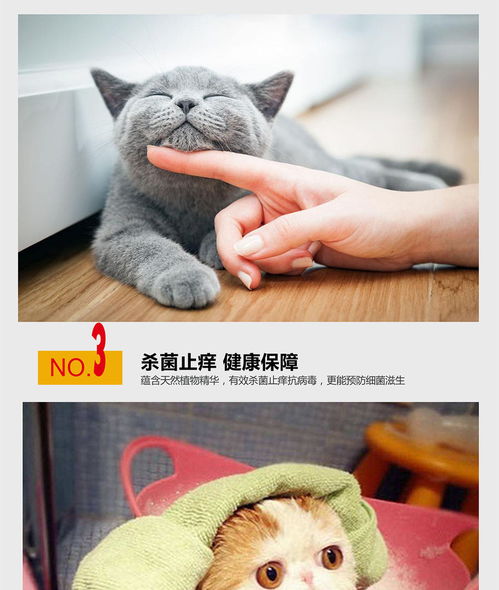 宠物猫怎么灭虱