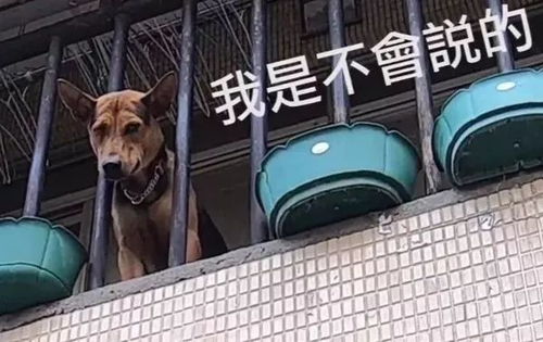 怎么在阳台上面养宠物狗