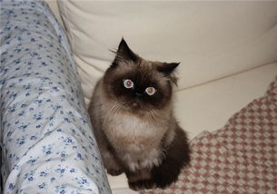 宠物猫是怎么回事