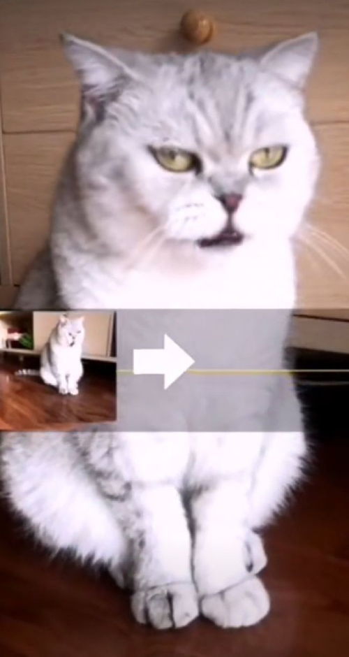 怎么可以进化宠物猫