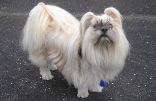 拉萨犬多少钱一只