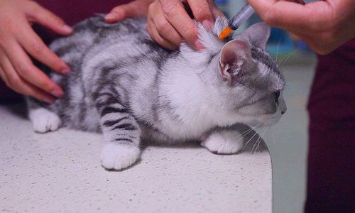 宠物猫需要怎么打针