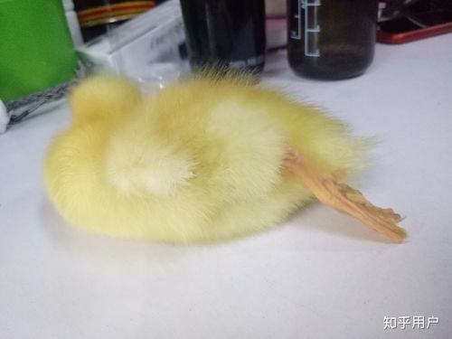 怎么养小鸭子当宠物狗呢