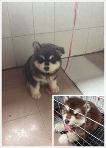 宠物狗尿好臭怎么回事
