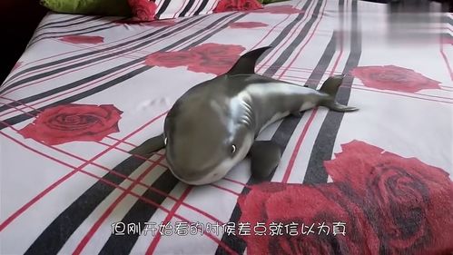 宠物猫鲨鱼宝宝怎么养