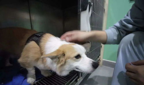 儿童怎么照顾宠物猫狗