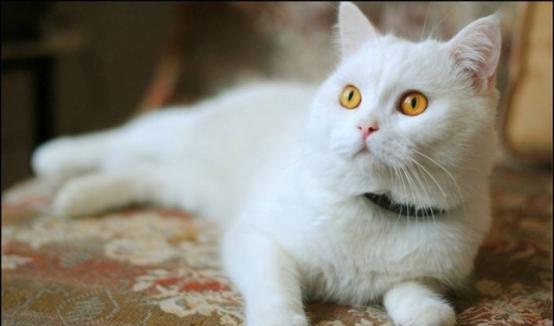请问宠物猫怎么教