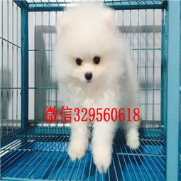 纯种博美犬多少钱一只