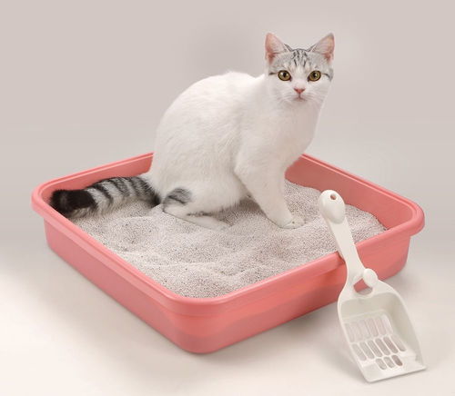 宠物猫背包怎么放猫砂