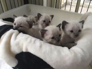 宠物猫包怎么分大小