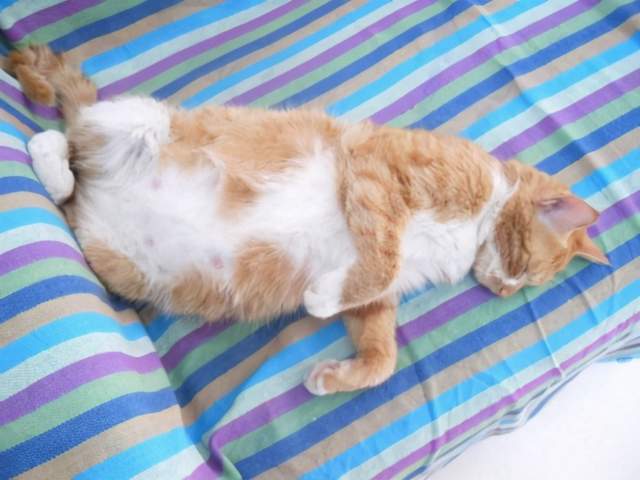 宠物猫是怎么繁衍后代