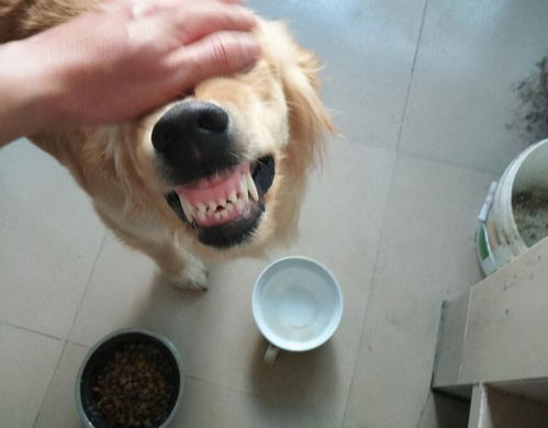 宠物狗强烈护食怎么办啊