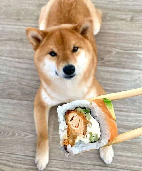 宠物狗柴犬怎么训练的好
