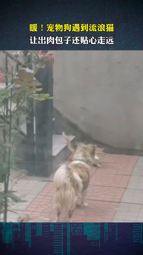 流浪猫遇见宠物狗怎么办
