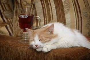 宠物猫怎么打标签