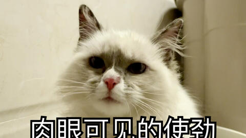 宠物猫怎么拉臭臭