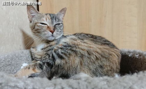 宠物猫体温计怎么用的啊