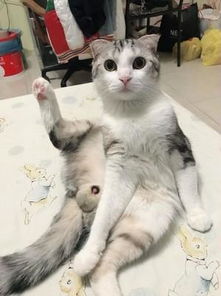 宠物猫怎么舔屁股