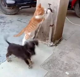 宠物猫怎么套绳子