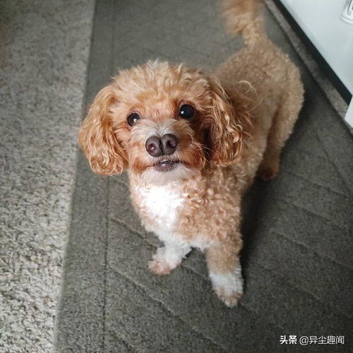 宠物狗耳朵特别长怎么办
