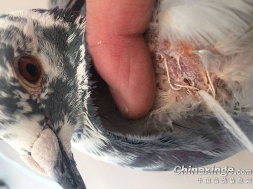 宠物猫拆药线怎么拆