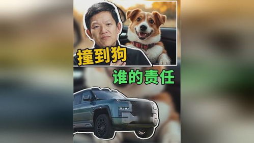 开车撞到了宠物狗怎么办