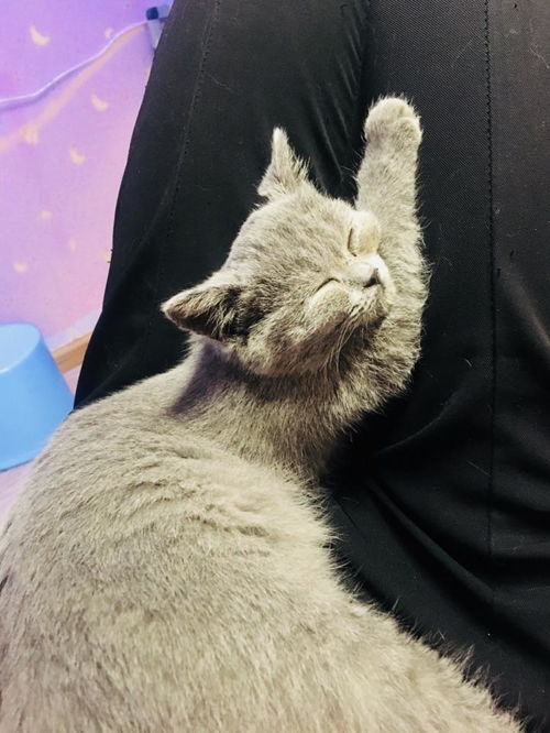 多功能型宠物猫怎么养好