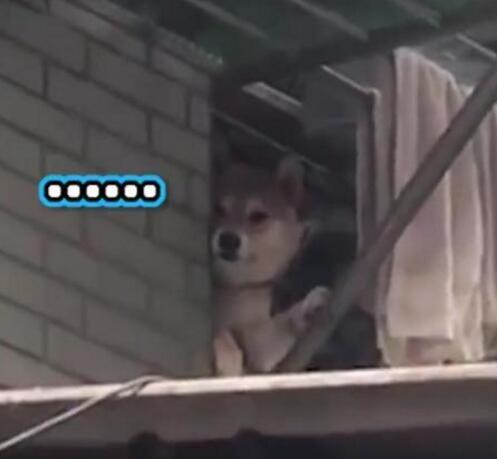 宠物狗对自己吼叫怎么办
