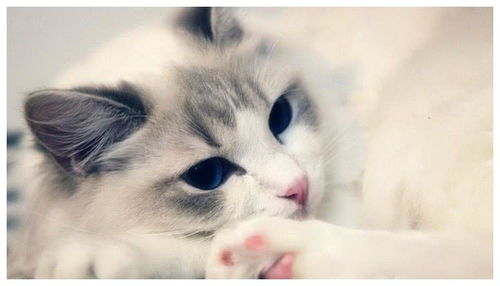 宠物猫怎么穷养
