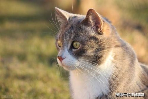 宠物猫粮怎么用最好
