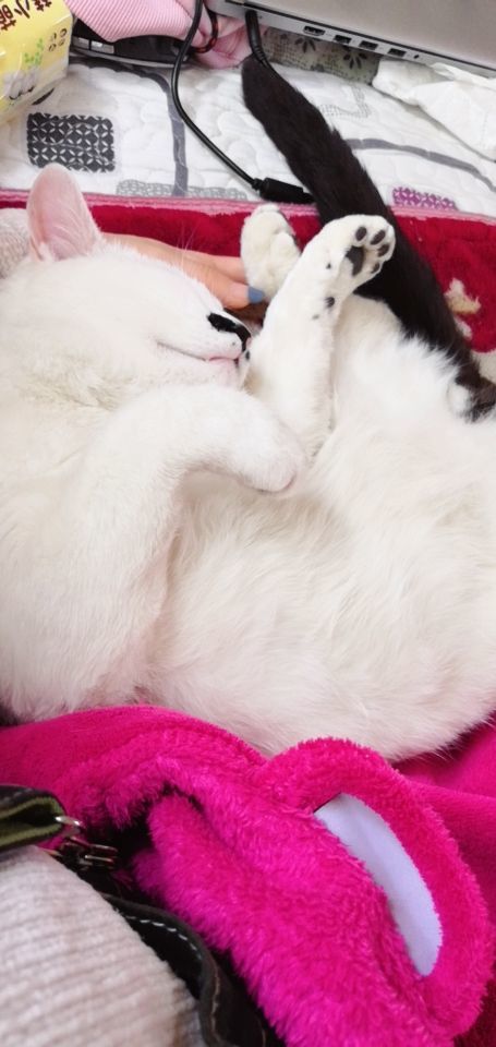 在农村怎么找宠物猫
