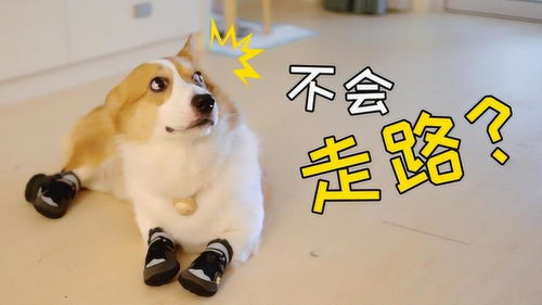 狗狗多少天会走路