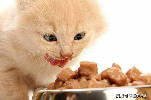 宠物猫肠胃怎么样