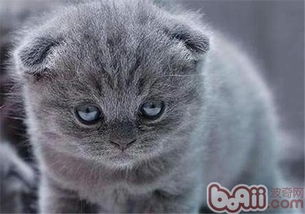 家有宠物猫怎么挑选