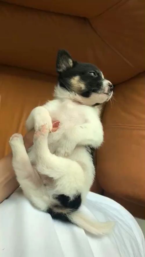阿佛耶宠物狗怎么养殖的