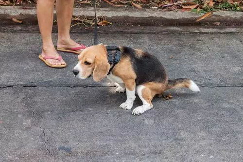 宠物狗相互殴打会怎么样