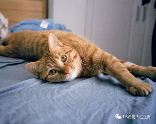 宠物猫怎么去台湾的