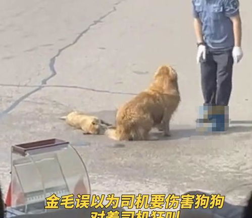 宠物狗被汽车压了怎么办