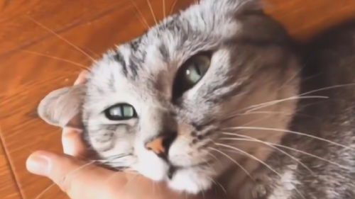 宠物猫不怎么搭理主人