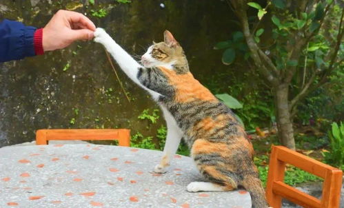 店里面怎么养宠物猫