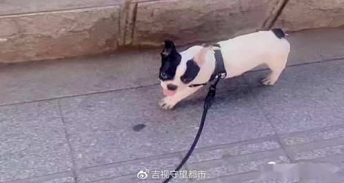 宠物狗被抱走了怎么办