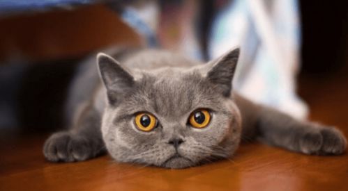 宠物猫应该怎么教