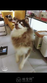 怎么领取新的小宠物狗呢