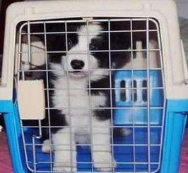 冬天宠物猫怎么运输