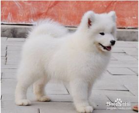宠物狗银狐怎么样养好看